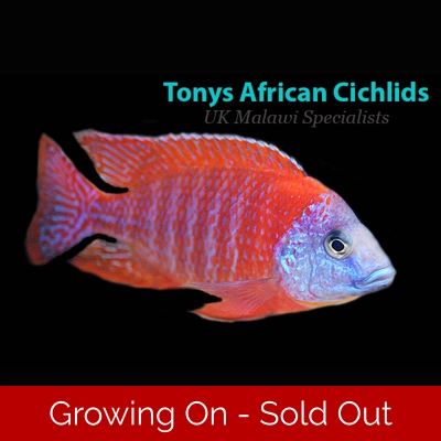 Coloured sexed pairs Aulonocara Orange peacock7-8cm females smaller